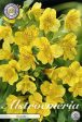 Alstroemeria Yellow 2-pack Online Hot Sale