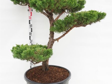 Juniperus chin.  Kaizuka  Discount