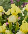 Tyskiris-Iris Germanica Blessed Again 1-pack For Cheap