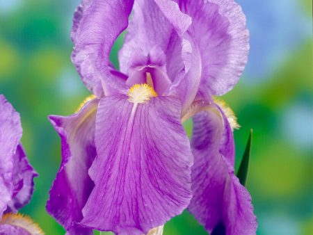 Tyskiris-Iris Germanica Florentino 1-pack Online Sale