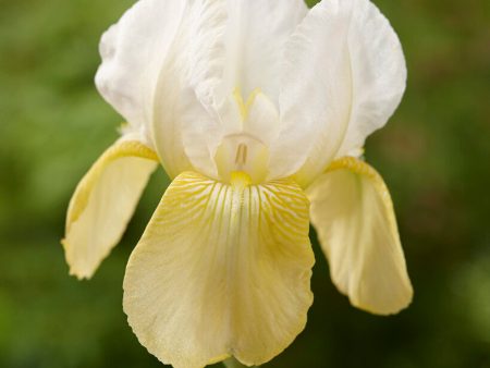 Tyskiris-Iris Germanica Pinnacle 1-pack Sale