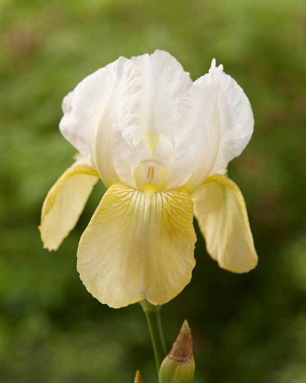 Tyskiris-Iris Germanica Pinnacle 1-pack Sale