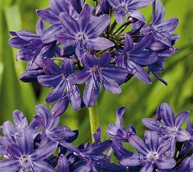 Afrikas blå lilja-Agapanthus Blue 1-pack Online