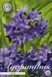 Afrikas blå lilja-Agapanthus Blue 1-pack Online