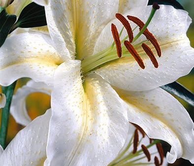 Orientalisk lilja-Lilium Devotion  2-pack Cheap