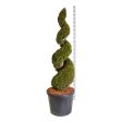 Thuja occ.  Smaragd  Online now