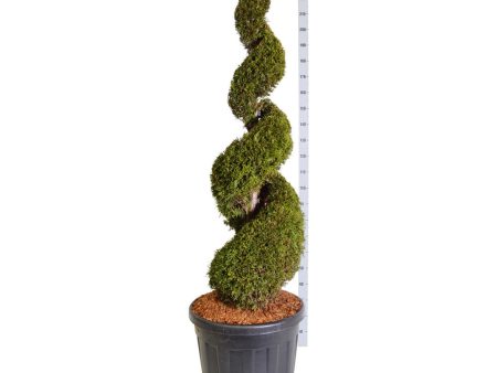 Thuja occ.  Smaragd  Online now