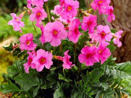 Incarvillea Pink 1-pack Hot on Sale