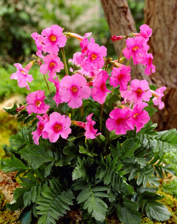 Incarvillea Pink 1-pack Hot on Sale