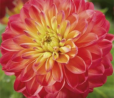 Dahlia Princess Erika Dekorativ 1-pack NYHET Sale