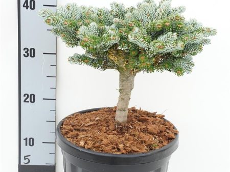 Abies koreana  Kohout s Icebreaker  For Cheap