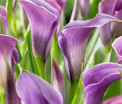 Zantedeschia Purple  1-pack For Discount