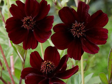 Chokladskära (Chokladblomma)-Cosmos Atrosanguineus 1-pack Sale