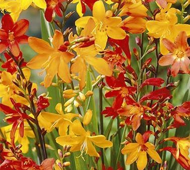 Montbretia-Crocosmia Mixed 15 -pack Online Hot Sale