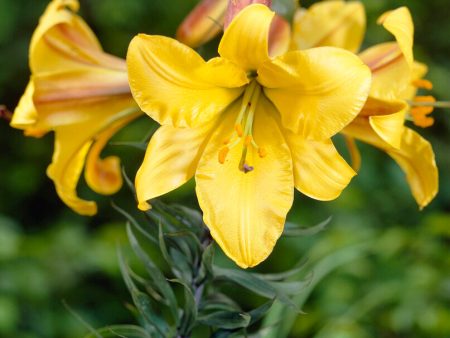 Trumpetlilja-Lilium Golden Splendor 2-pack NYHET Online Sale