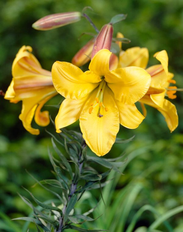 Trumpetlilja-Lilium Golden Splendor 2-pack NYHET Online Sale