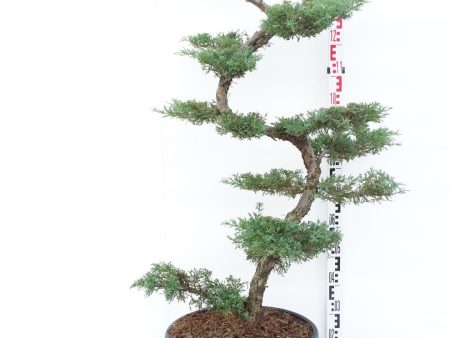 Juniperus pfitzeriana Online now