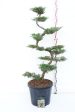 Juniperus pfitzeriana Online now