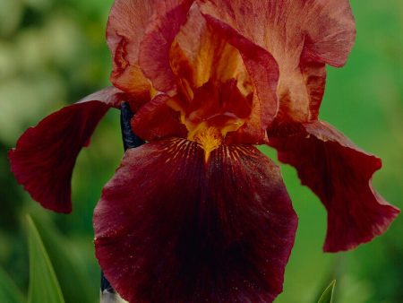 Tyskiris-Iris Germanica Ruby Mine 1-pack Online Sale