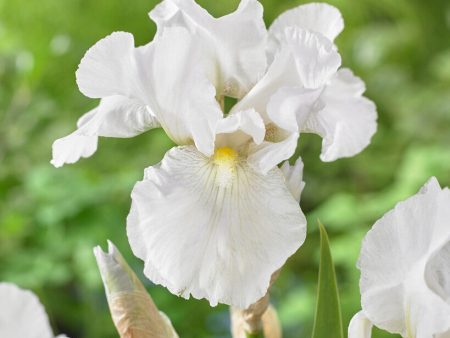 Tyskiris-Iris Germanica Immortality 1-pack Online Sale