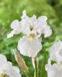 Tyskiris-Iris Germanica Immortality 1-pack Online Sale