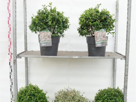 Abelia in cultivars Cheap