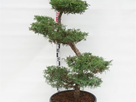 Juniperus pfitzeriana For Sale