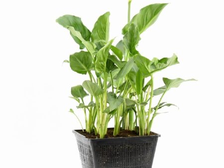 Zantedeschia aethiopica Online Hot Sale