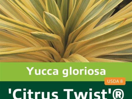 Yucca gloriosa  Citrus Twist ® Hot on Sale